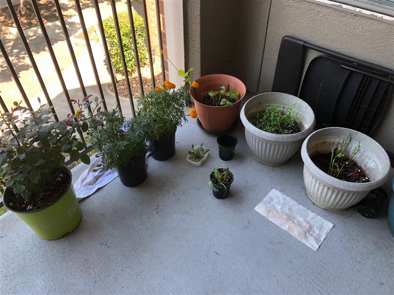 Avinash Kalagarla plants herbs on his patio, Houston, TX.